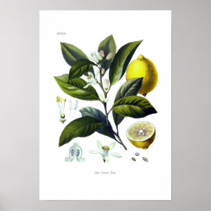 Pôster Citrus Limonum (limão)
