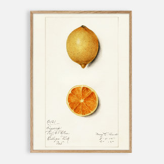Poster Citrus vintage watercolor