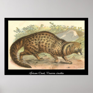 Pôster Civet africano