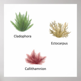 Poster Cladophora Desenhada À Mão, Ectocarpus Seaweed