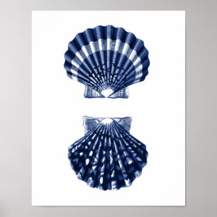 Poster Clam Shells Marinho Beach Decor