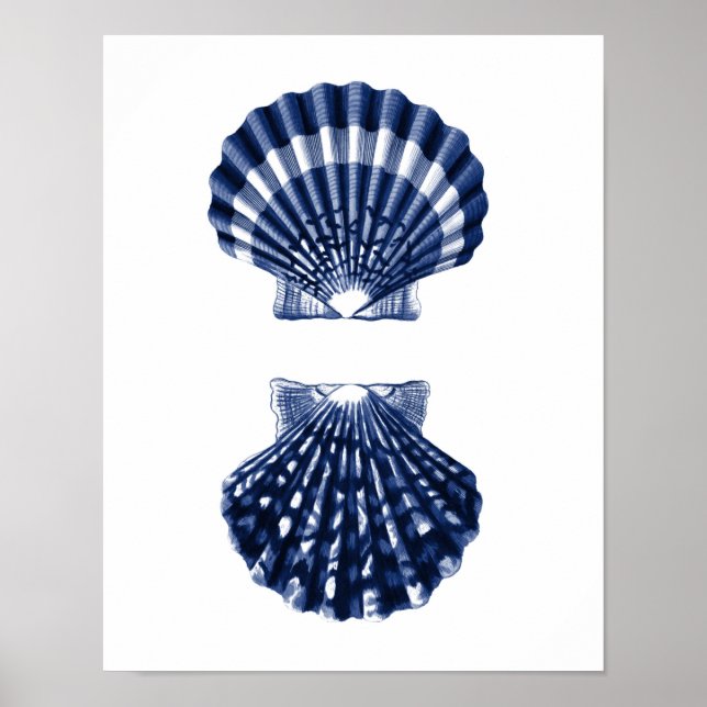 Poster Clam Shells Marinho Beach Decor (Frente)