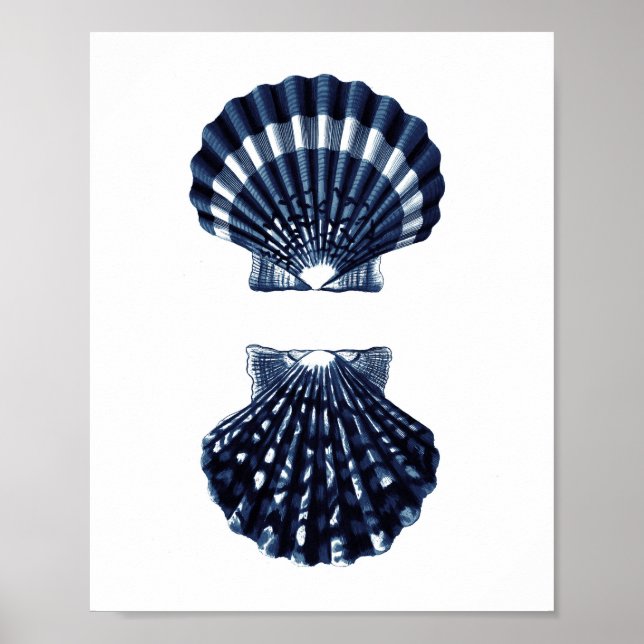 Poster Clam Shells Marinho Blue Beach Decor (Frente)