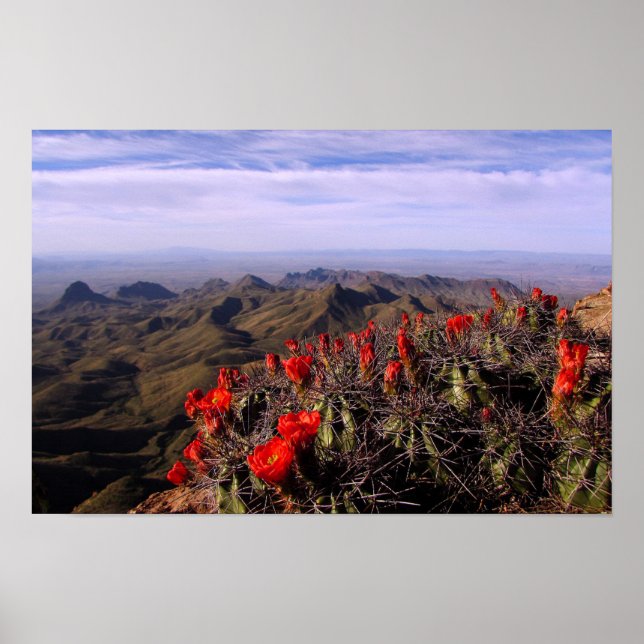 Poster Claret Cup Cactos - Big Bend, Texas (Frente)
