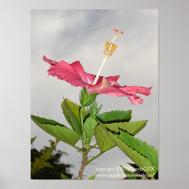 Pôster Clarion (Frente)