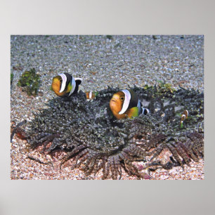 Poster Clarke's Anenomefish