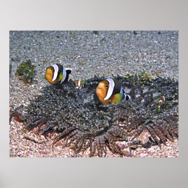 Poster Clarke's Anenomefish (Frente)