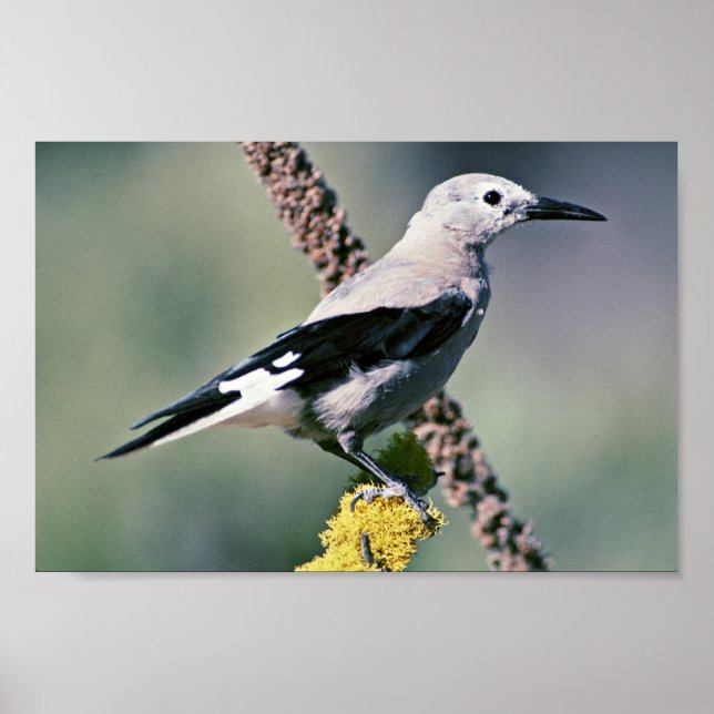 Poster Clark's Nutcracker (Frente)