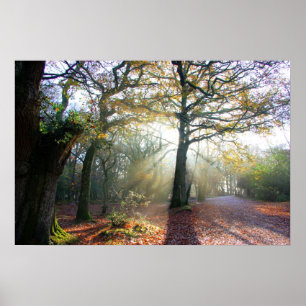 Poster claro da floresta