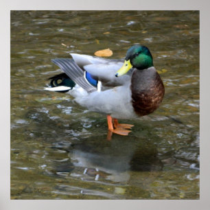 Poster claro do pato do pato selvagem da angra