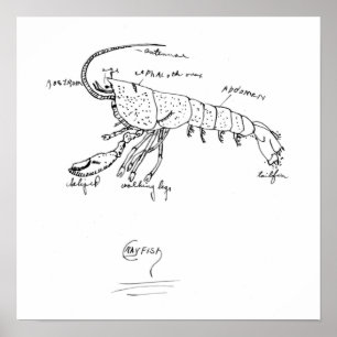 Pôster classe 1925 de anatomia do lagostins