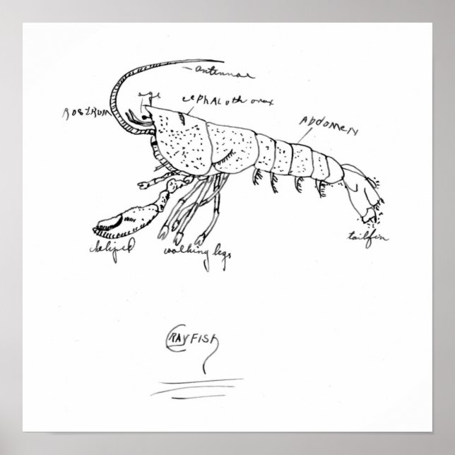 Pôster classe 1925 de anatomia do lagostins (Frente)