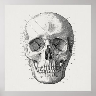 Poster Classic Skull Diagram Illustration