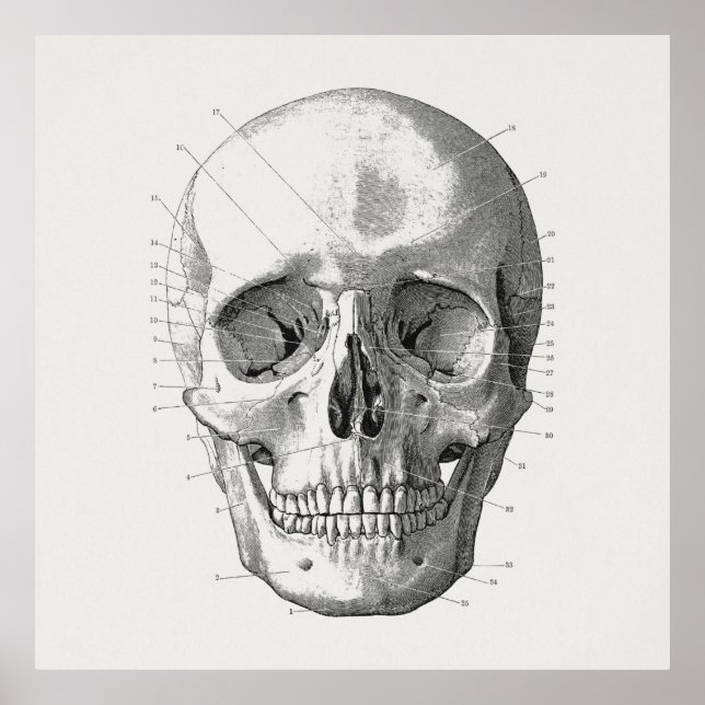 Poster Classic Skull Diagram Illustration (Frente)