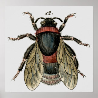 Pôster Classic Zoological Etching of a Bee