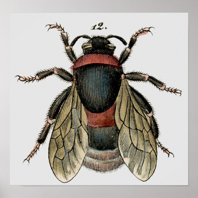 Pôster Classic Zoological Etching of a Bee (Frente)