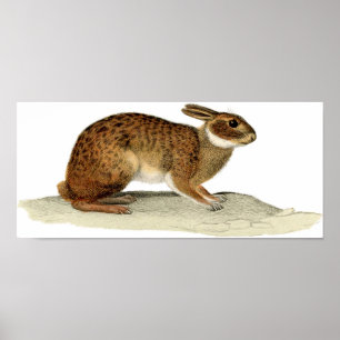 Pôster Classic Zoological Etching - Rabbit