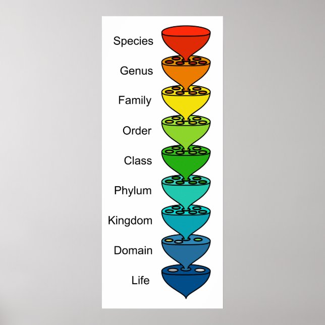 Pôster Classificando o Gráfico de Diversidade da Vida Org (Frente)