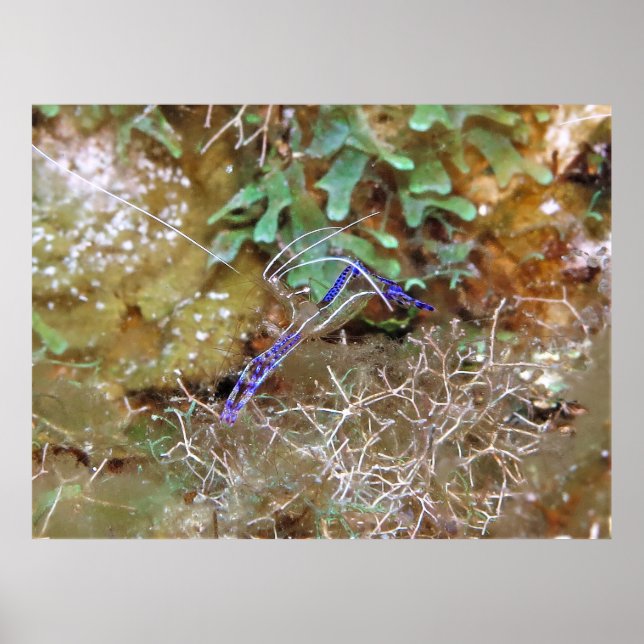 Poster Cleaner Shrimp (Frente)