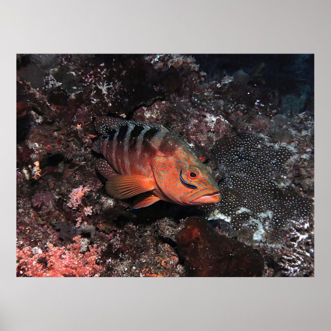 Poster Cleaner Wrasse Eyeliner (Frente)