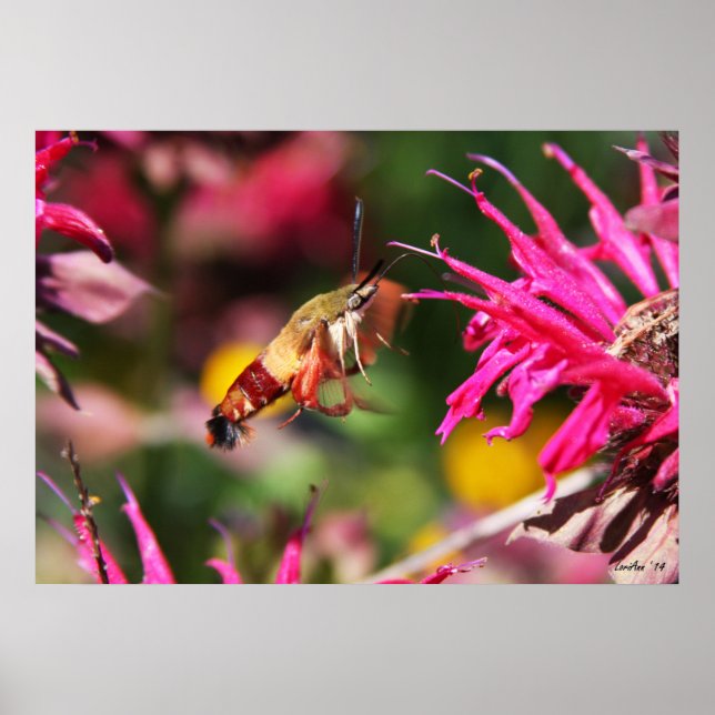 Poster Clearwing & Bee Balm 2 (Frente)