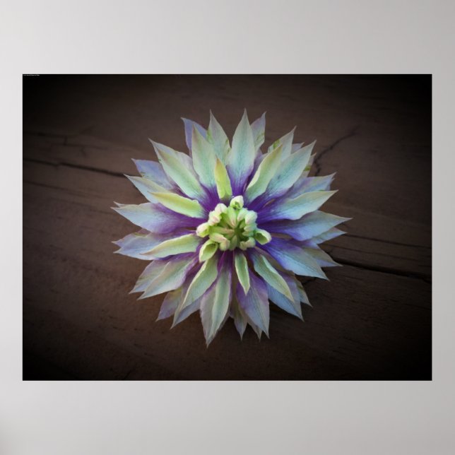 Poster Clematis (Frente)