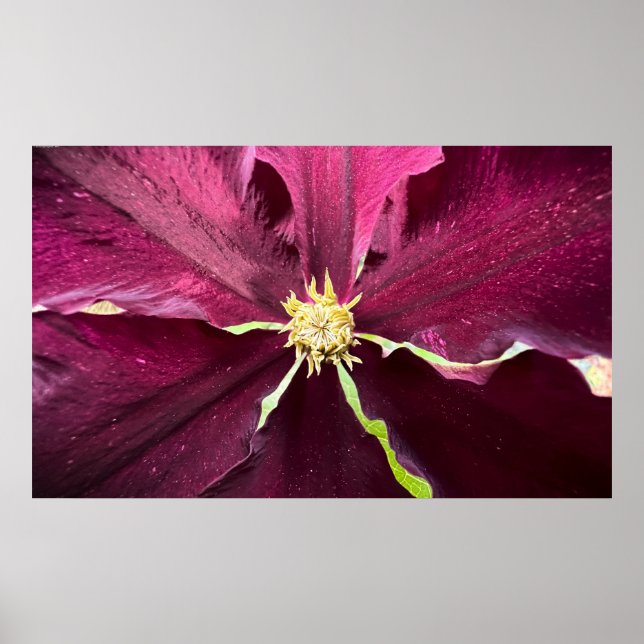 Poster Clematis (Frente)