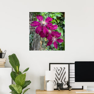 Poster Clematis