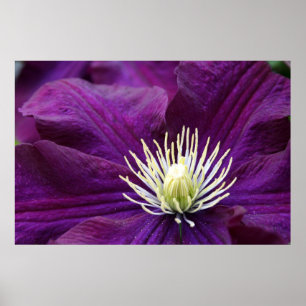 Pôster Clematis Amethyst