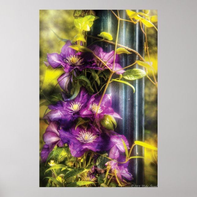 Poster Clematis - Clematis & Lâmpada (Frente)