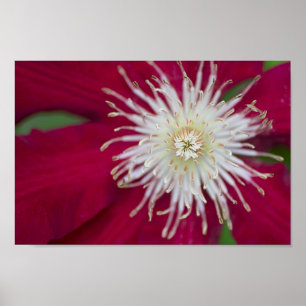 Pôster Clematis Closeup
