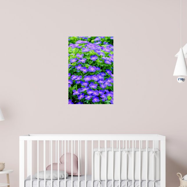 Poster Clematis de Drummond - uma florzinha azul (Berçário 2)