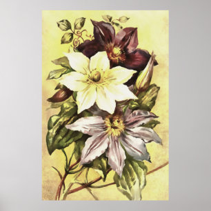 Poster Clematis Flower Builder Arte Botânica