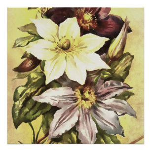 Pôster Clematis Flower Builder Arte Botânica