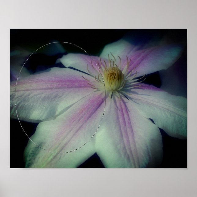 Poster Clematis Flower Petals Frame Crie sua própria foto (Frente)