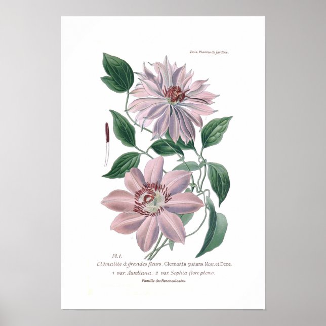 Poster Clematis patens (Frente)