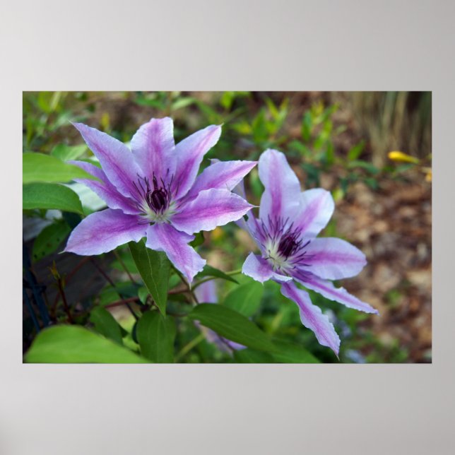 Poster Clematis Primavera (Frente)