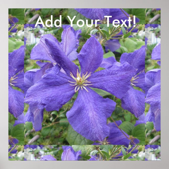 Poster Clematis Purple Green Flower (Frente)
