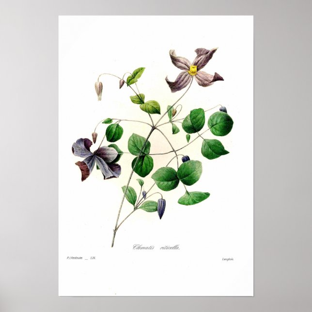 Poster Clematis viticella (Frente)