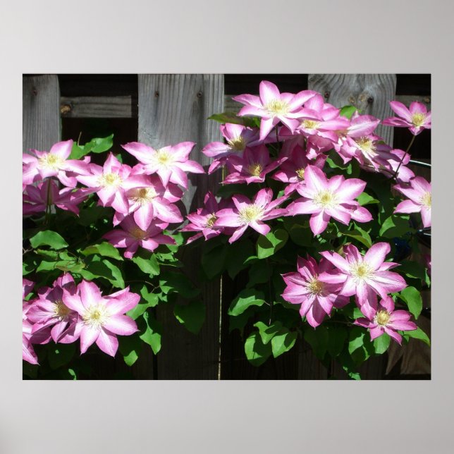 Poster Clematite Trepadeira Flores Roxas da Primavera (Frente)