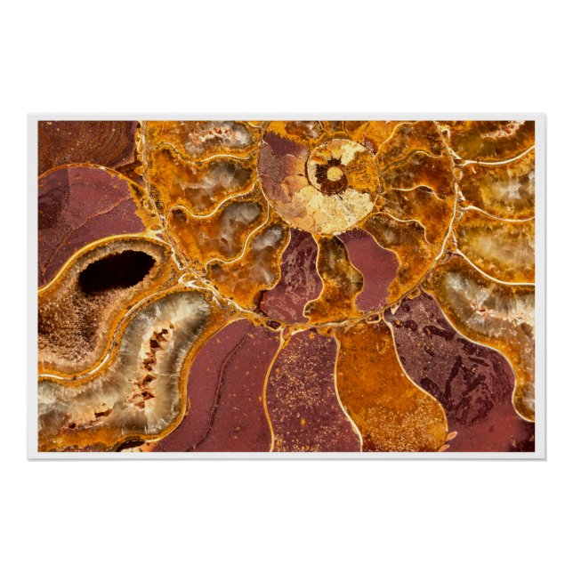Pôster Cleoniceras Ammonite Fossil Wall Art Nature Print (Frente)