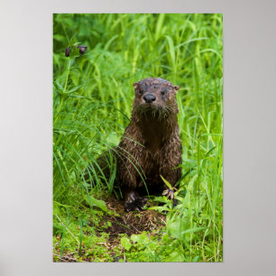 Poster Clever River Otter