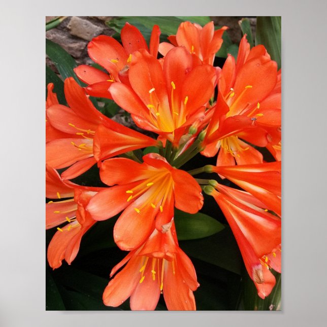 Poster Clivia Miniata - A Linda Flor Laranja (Frente)