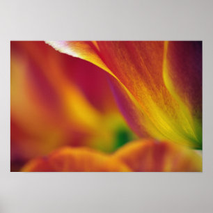Poster Close-up da parte inferior da flor de tulipa, 4