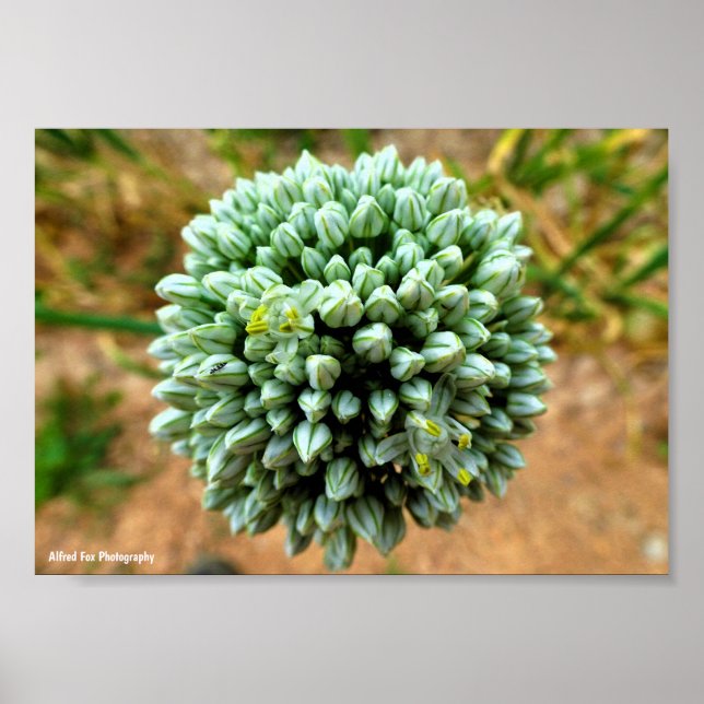 Poster Close up de Allium, Flor de Cebola Selvagem (Frente)