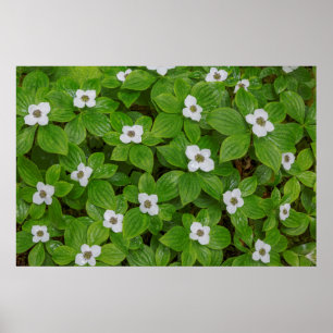 Pôster Close-up de bunchberry com flores brancas