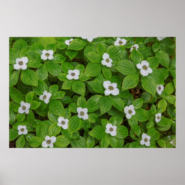 Pôster Close-up de bunchberry com flores brancas (Frente)