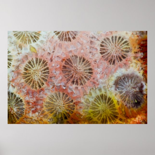 Poster Close-up de coral rosa (Frente)