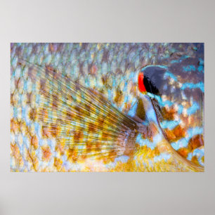 Poster Close Up De Escamas De Peixe