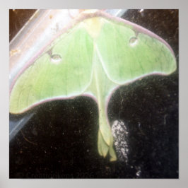 Poster Close-up de Mariposa Luna